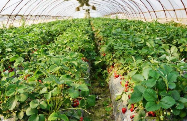 在沈阳吉林草莓大棚种植时要避免的问题