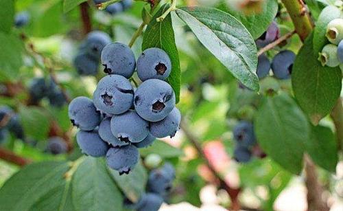 吉林蓝莓大棚来说适合什么样的蓝莓