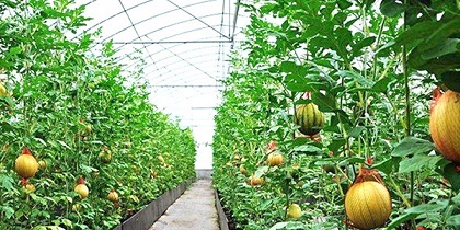 吉林水果大棚中种植的水果市场发展怎么样